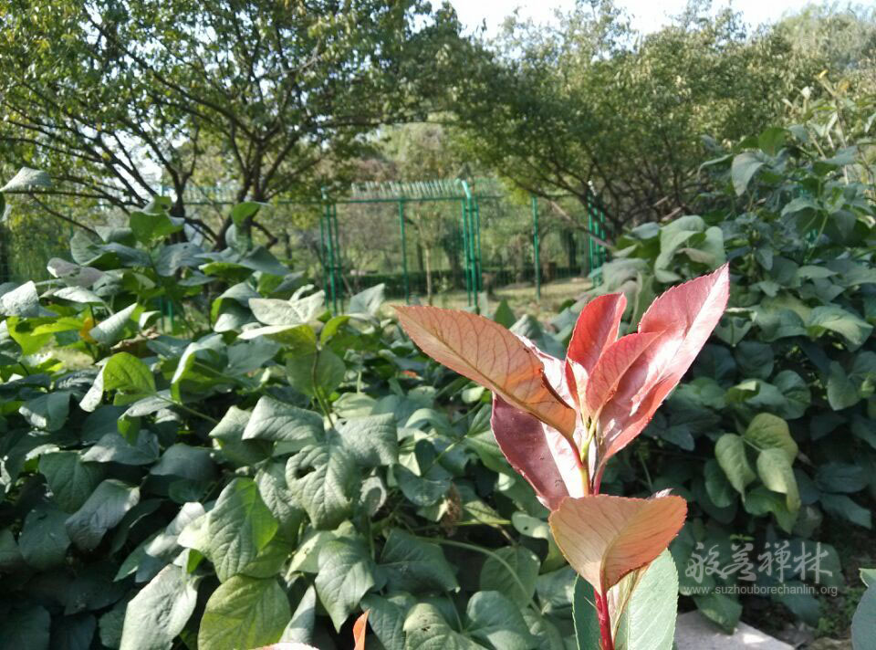 2015�°���ͼƬ��